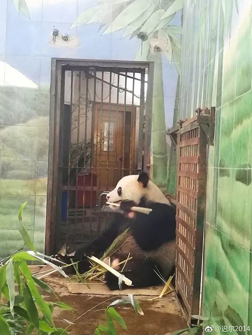 武汉动物园大熊猫“滚成雪球”