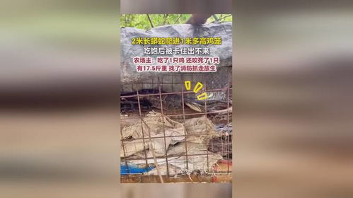 蟒蛇爬进鸡笼吃鸡 吃饱后被卡住