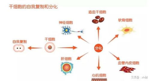 研究：阻断特定免疫细胞可改善记忆力