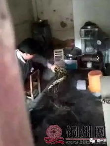 拍摄者就手臂粗巨蛇视频被指伪造一事回应，实为真实拍摄，非后期制作