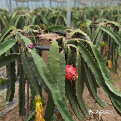 黑龙江蓝靛果基地采摘员现场偷吃引热议，揭秘甜蜜背后的故事