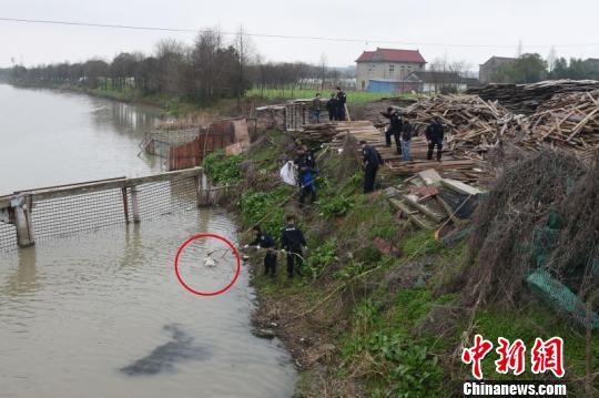 江苏河道惊现约2米长蟒蛇尸体 引发网友热议