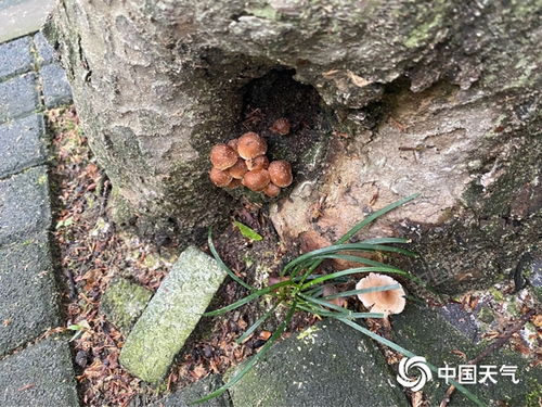 重庆连下大雨，天花板惊现蘑菇奇观！