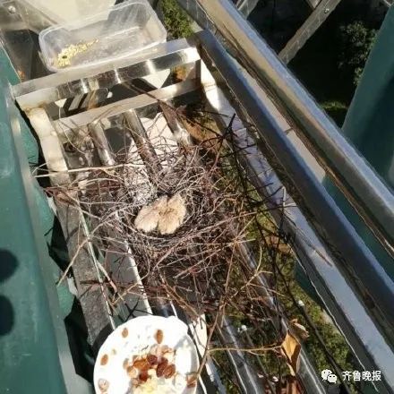 中国猪圈装空调引发欧洲网友热议，破防之余，也折射出中国农业现代化步伐